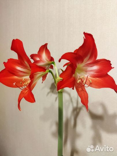 Амариллис