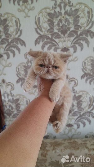 Котята экзоты