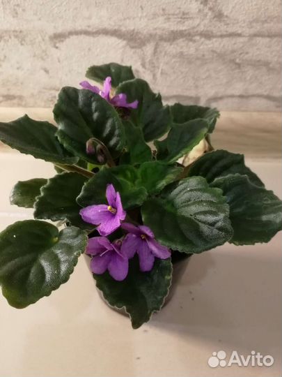 Фиалка мини