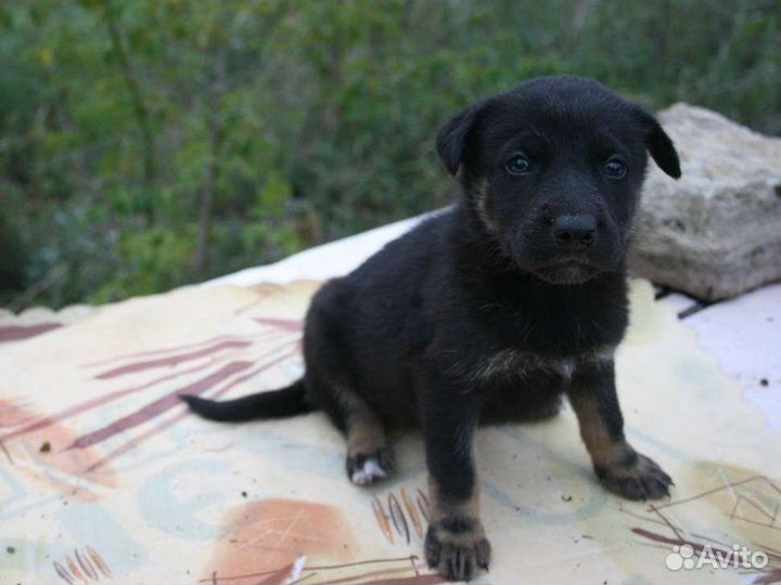 Щенок в добрые руки