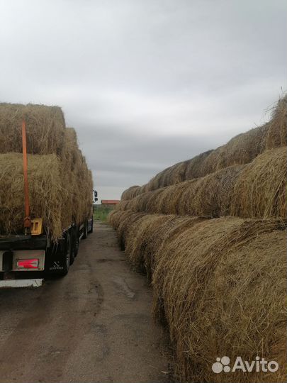 Продам сено в рулонах