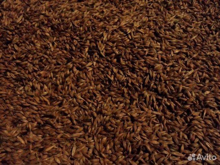 Овес ячмень пшеница