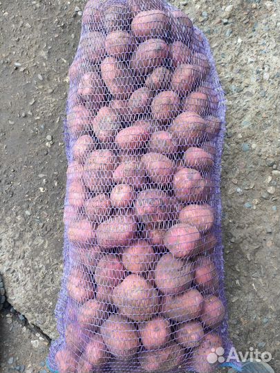 Картофель