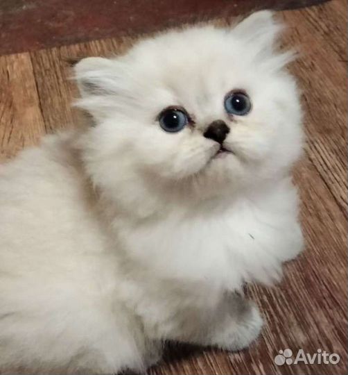 Шотландская шиншила