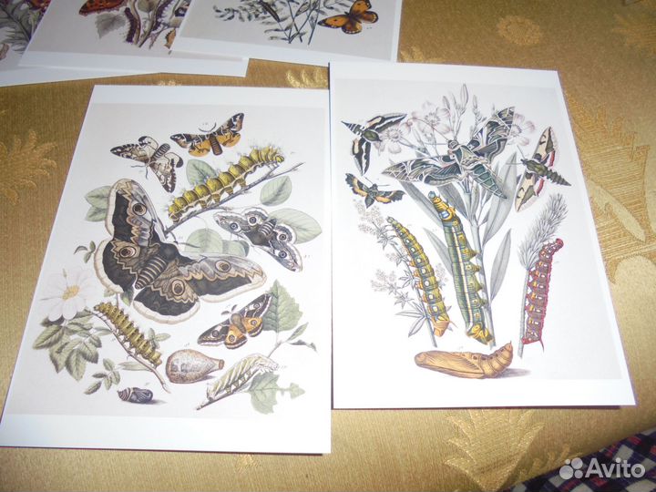 Бабочки Европы Наб 15 открыток