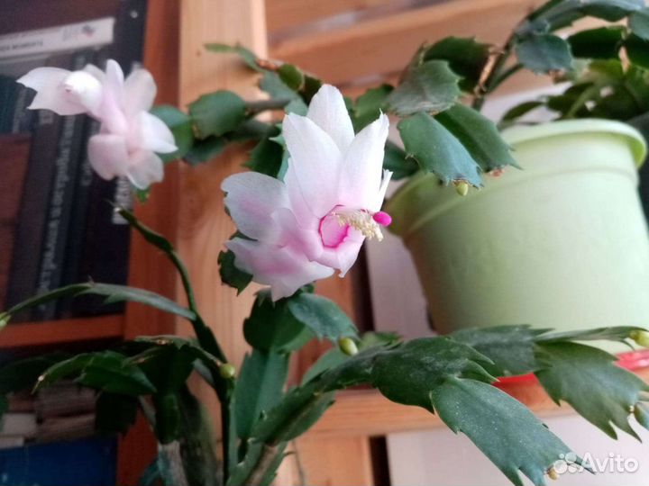 Декабрист. 5 сортов