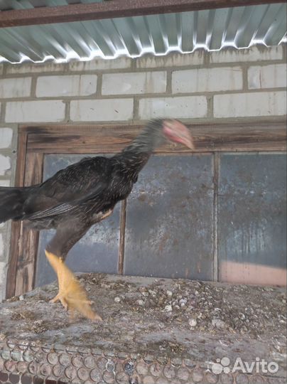 Бойцовые куры