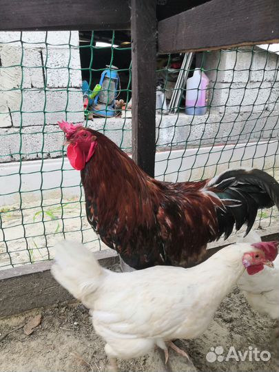 Куры петухи