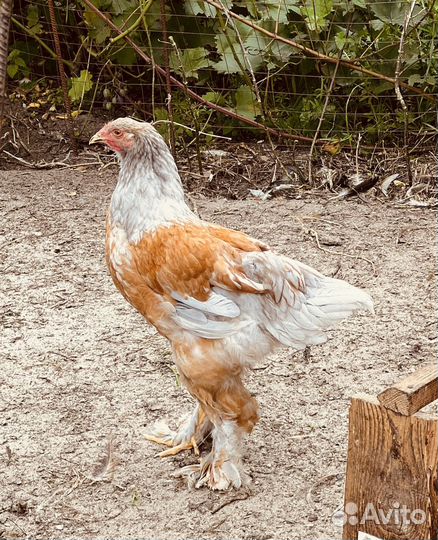 Породные куры