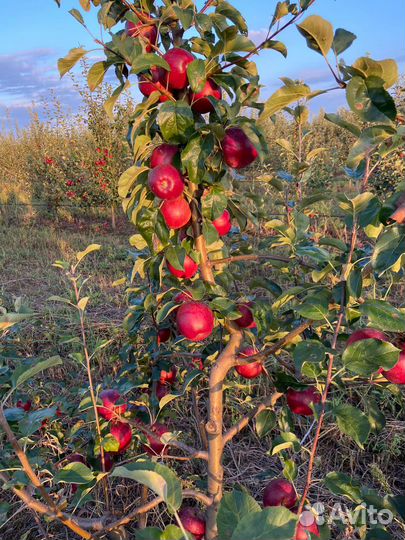 Яблоки сорт Моди
