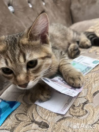 Европейская