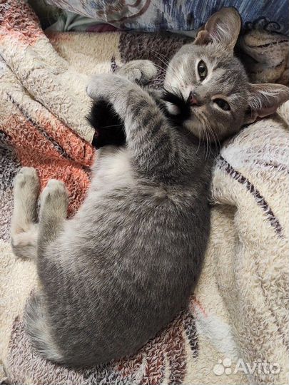 Котенок в добрые руки