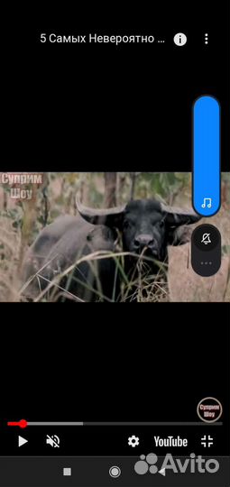 Бычки и быки