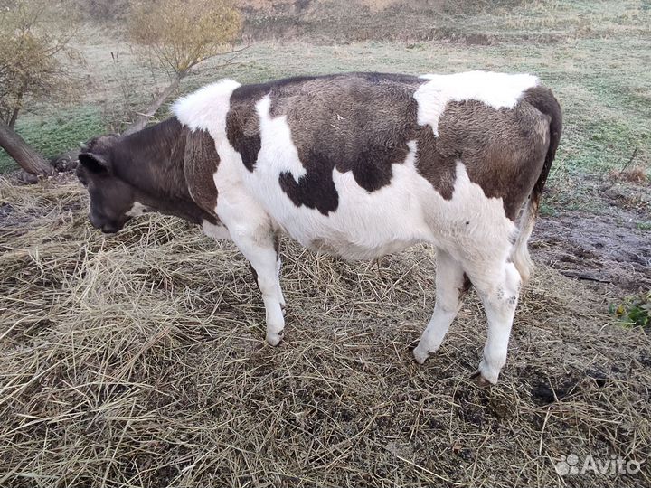 Телята бычки