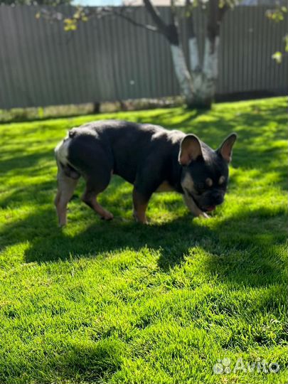 Французский бульдог