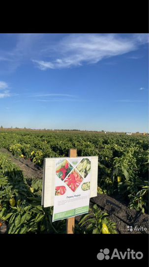 Семена перца Лидер