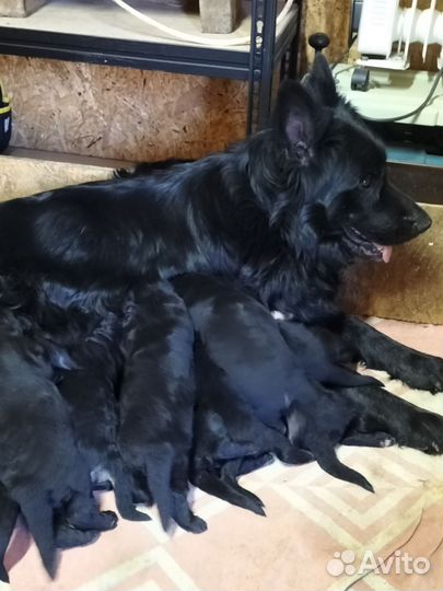 Щенки чёрной немецкой длинношёрстный овчарки