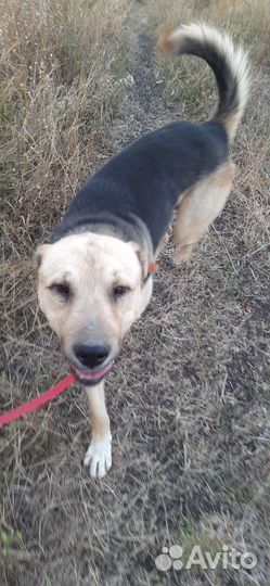 Молодой кобель