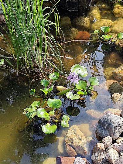 Водный Геоцинт