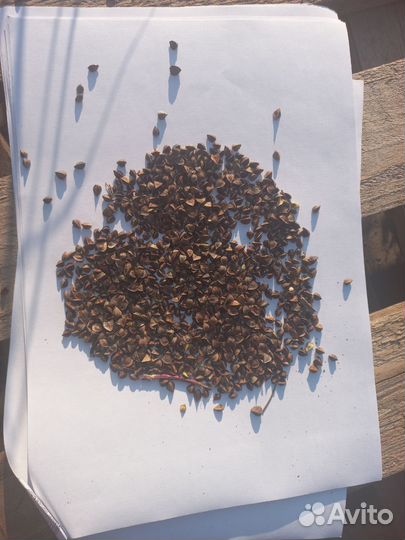 Продам гречиху