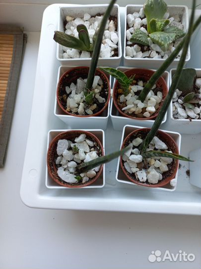 Сансевиерия цилиндрика