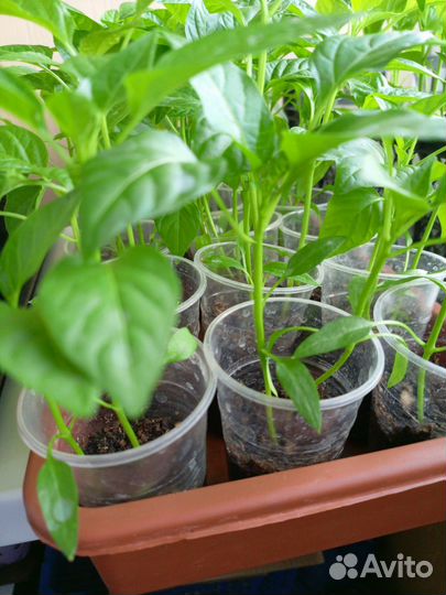 Рассада перца сладкого