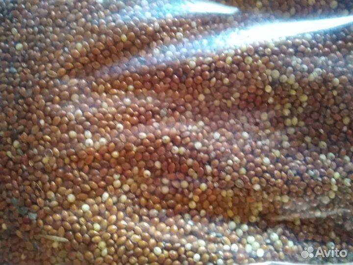Продаю просо красное сорт быстрая