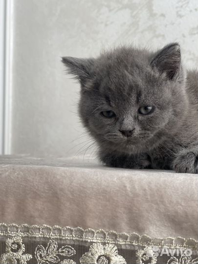 Британские вислоухие котята