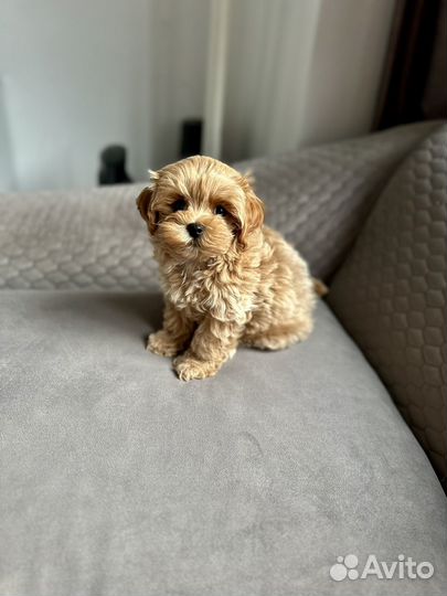 Мальтипу Ф1 мини мальчик