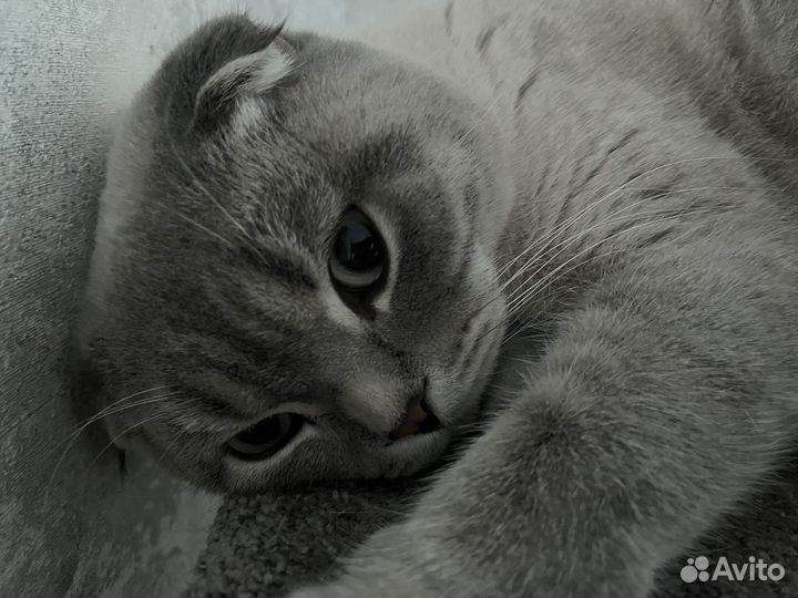 Кот в добрые руки