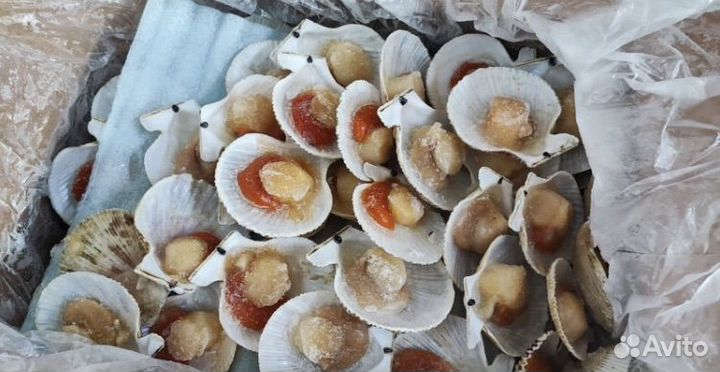 Моркой гребешок оптом