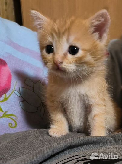 Котёнок мальчик бесплатно