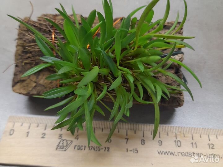 Миниатюрная орхидея Pleurothallis montepelladensis