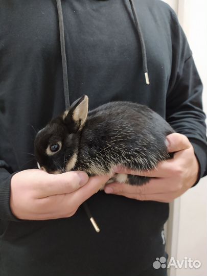 Мини кролик вязка