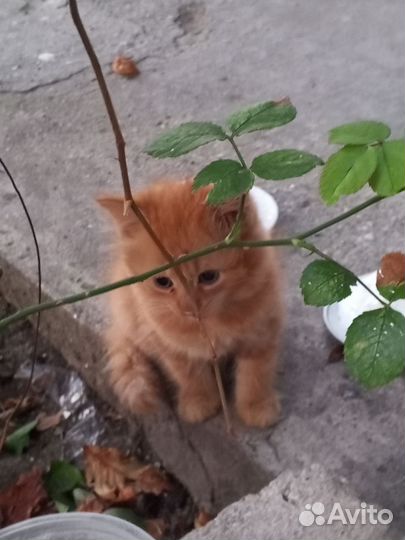 В добрые руки