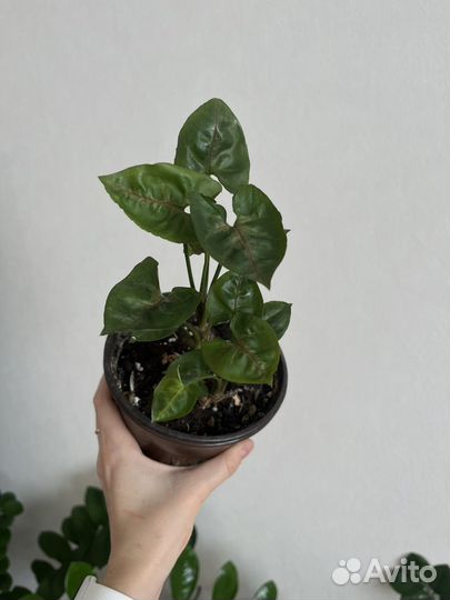 Сингониум Тиффани