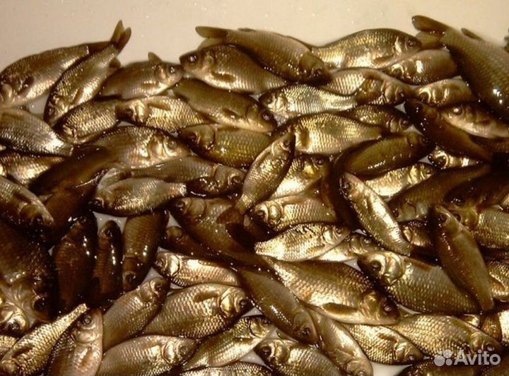 Живец карась