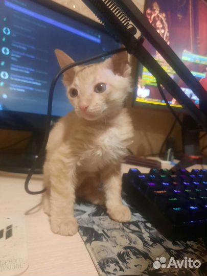 Донской сфинкс, мальчик