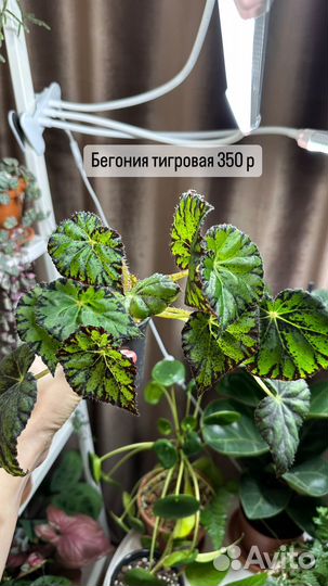 Драцена, сингониум, монстера большая, бегония