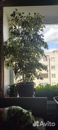 Фикус бенджамина