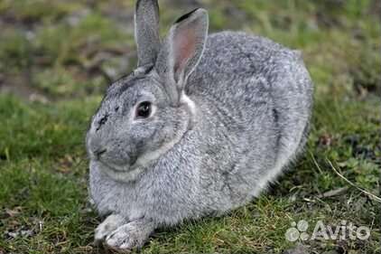 Кролики домашние