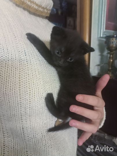 Котята сиамки (помесь)