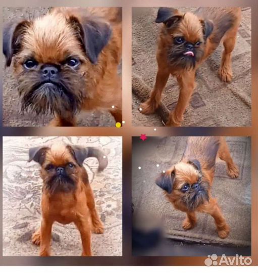 Гриффончики