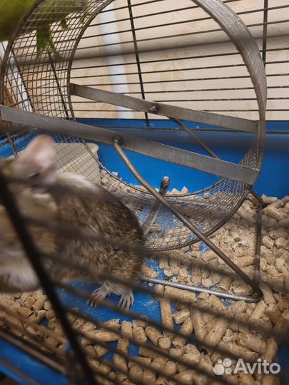 Чилийская белка дегу