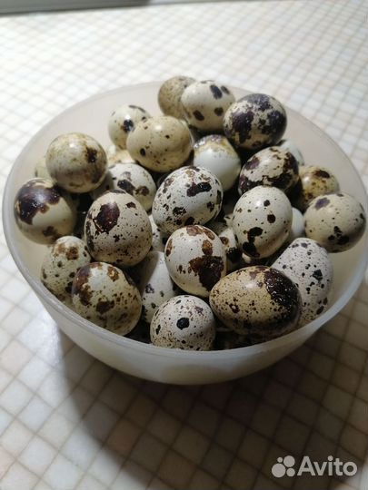 Яйца перепелиные