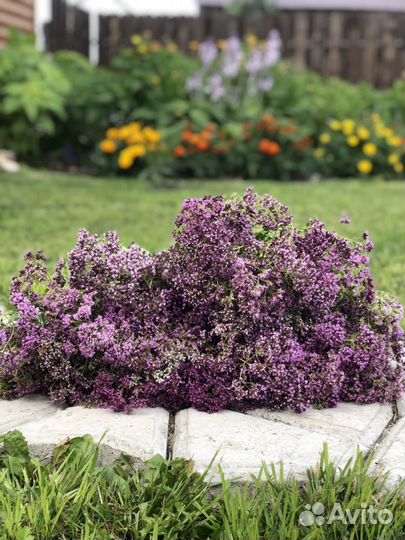 Трава душица