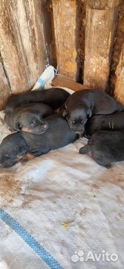 Щенки Ягдтерьера