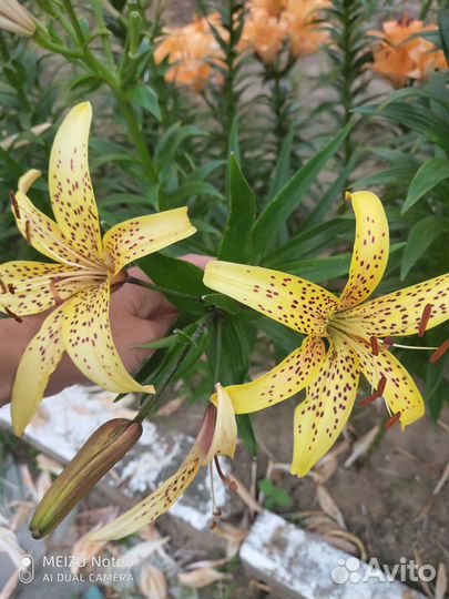 Цветы многолетние И комнатные