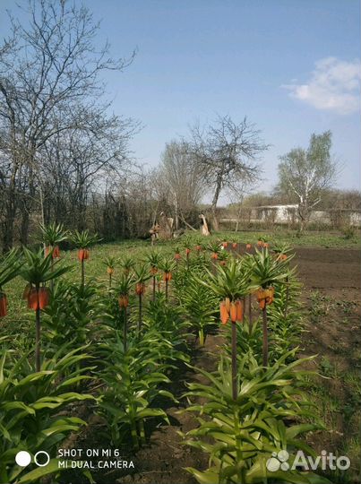 Рябчик императорский