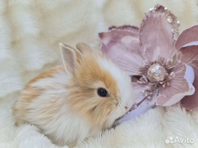 Декоративный карликовый Мини Кролик из питомника:)
